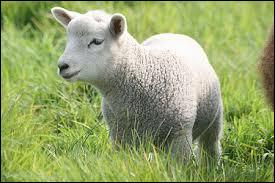 comment s appelle bebe mouton