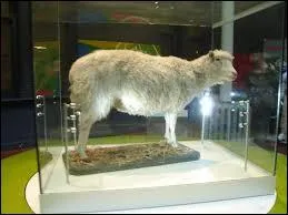 En quelle année fut clonée Dolly la brebis ?