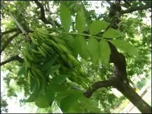 Dans les forêts privées de Picardie ce sont les hêtres qui dominent.