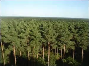 Si la forêt d'Orléans est constituée de chênes pédonculés pour les trois quarts de la plantation, il y a aussi des pins sylvestres.