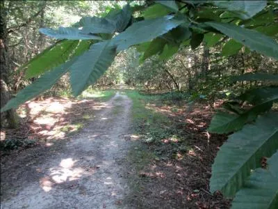 Des châtaigniers poussent dans la forêt de Sénart laquelle se trouve entre la Seine-et-Marne et l'Essonne.