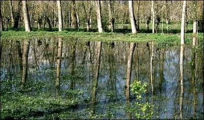 Poitou-Charentes est la sixième région française en terme de surface populicole. Il y pousse donc des peupliers.