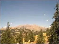 Ces arbres sont des mélèzes d'Europe bien représentés dans les Hautes-Alpes et les Alpes-Maritimes.