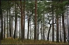 C'est le département des Landes qui a le moins d'hectares couverts par les résineux.