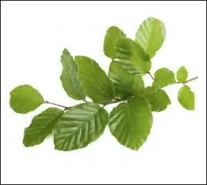 Le sapin pectiné arrive à couvrir 18% du sol en Franche-Comté.