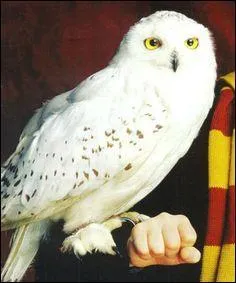 Lequel de ces animaux de compagnie n'existe pas dans Harry Potter ?