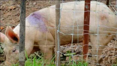 Expression : Menteur qui ne tient pas sa promesse !