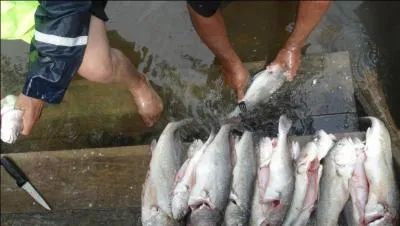 Chanson de Laurent Voulzy : Du poisson, du poisson, et encore du poisson !