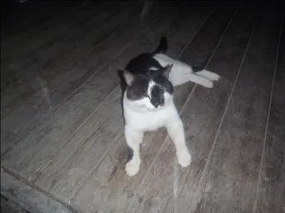 Proverbe : On a du mal à les distinguer !