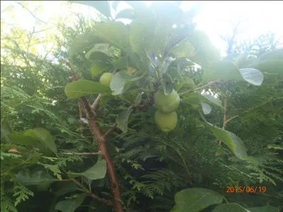 Chanteuse : Attention aux brunes !