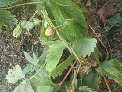 Expression : Avoir un pied dans la tombe !