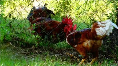 Expression : Abandonner un sujet de conversation pour en aborder un autre sans prévenir !