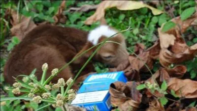 Expression : Ne pas être coupable !