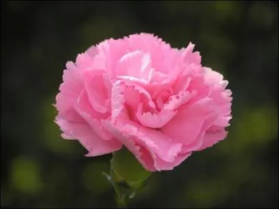 Quel est le nom de cette fleur en allemand ?