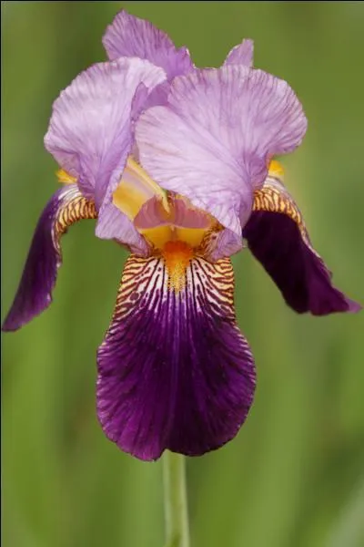 Quel est le nom de cette fleur en allemand ?