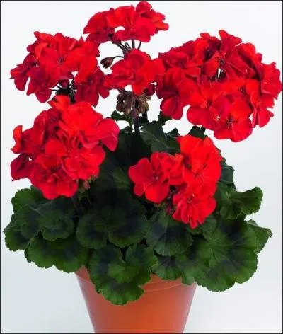 Quel est le nom de cette fleur en allemand ?