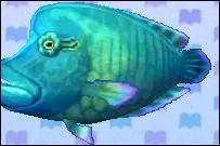 Comment s'appelle ce poisson ?