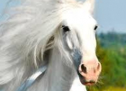Quiz Robes chevaux : blanc, gris ou noir ?