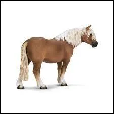 Quelle est cette race ?