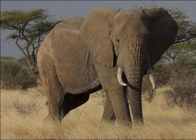 Comment dit-on "éléphant" en breton ?