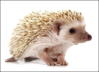 Comment dit-on "hérisson" en breton ?