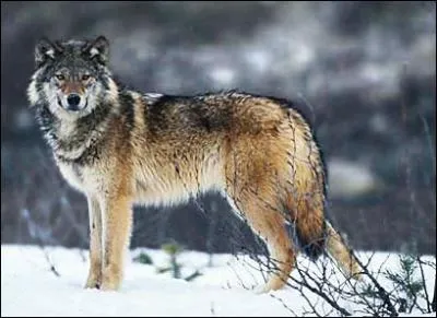 Comment dit-on "loup" en breton ?