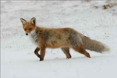 Comment dit-on "renard" en breton ?