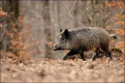 Comment dit-on "sanglier" en breton ?