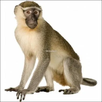 Comment dit-on "singe" en breton ?