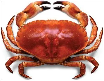 Comment dit-on "crabe" en breton ?