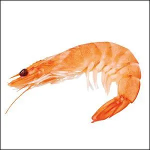 Comment dit-on "crevette" en breton ?