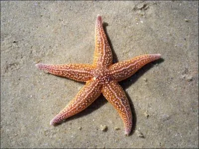 Comment dit-on "étoile de mer" en breton ?