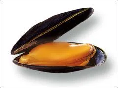 Comment dit-on "moule" en breton ?