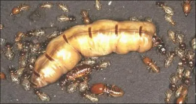 La reine des termites peut pondre 30000 oeufs par jour !