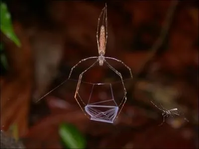 Une araignée peut, tout comme un gladiateur de Rome, lancer son filet sur sa proie !