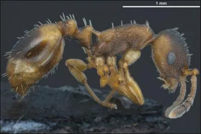 Certaines espèces de fourmis pratiquent l'esclavagisme !