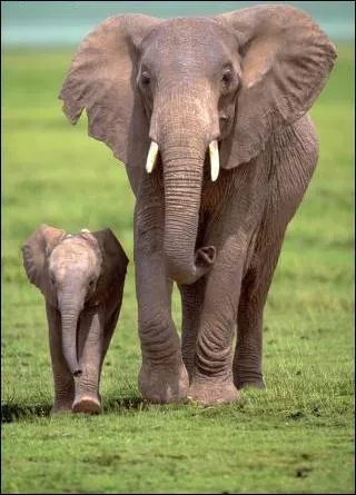 L'éléphant d'Afrique est le plus gros mammifère du monde !