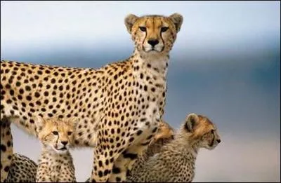 Le guépard est l'animal le plus rapide du monde !