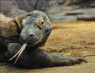 Un anaconda adulte est plus lourd qu'un varan de Komodo adulte !