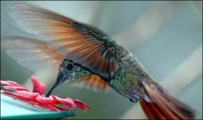 Un oiseau peut peser moins de deux grammes !