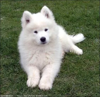 Ce chien hivernal est d'une race, laquelle ?