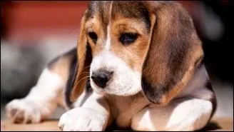 Il est mignon, n'est-ce pas ? C'est un...