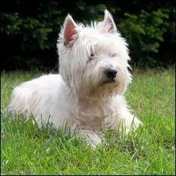 Regardez la photo et devinez sa race.