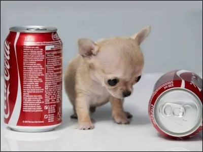 Quelle race a obtenu le record du plus petit chien du monde ?