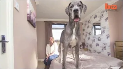 Quelle est la race de chien la plus grande du monde ?