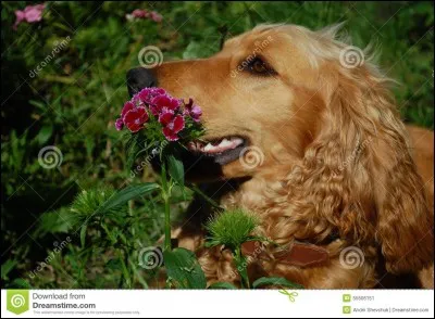 Quel est l'origine du nom "cocker" ?