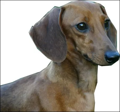 Les teckels sont des chiens de chasse originaire ...