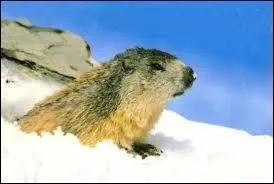 En hiver, la marmotte ...