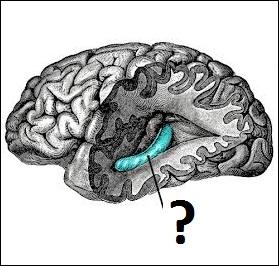 quel animal ne nage pas