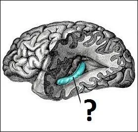 Quand il ne nage pas au fond des mers, on le retrouve dans le cerveau des mammifères ! De quel animal est-il question ?